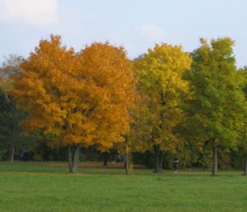 Bäume im Kurpark